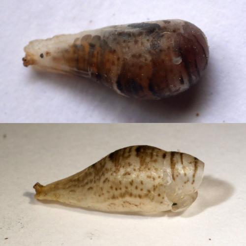 Réf. 314 606 : Episyrphus balteatus